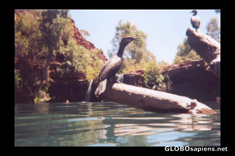 Postcard Darters close up
