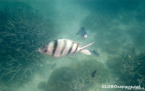Postcard Ningaloo Reef ...