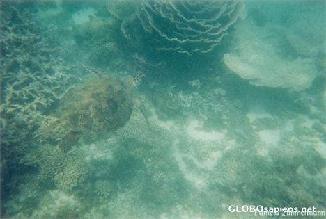Postcard Ningaloo Reef