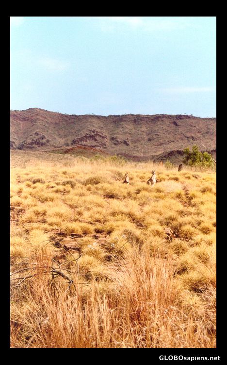 Postcard roos