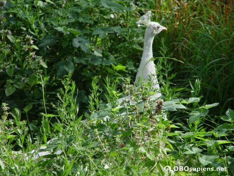 Postcard White Peacock