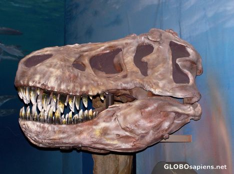 Postcard Dinosaur Skelton in the Nature Museum