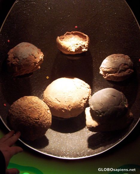 Postcard Dinosaur Eggs, Nature Museum