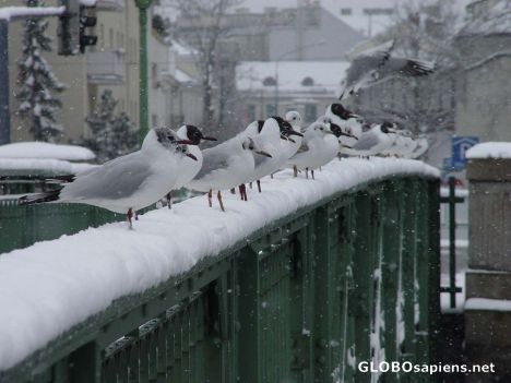Postcard Birds