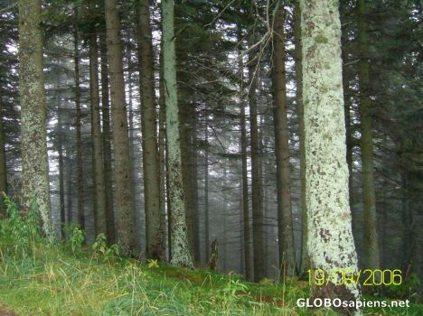 Postcard forest