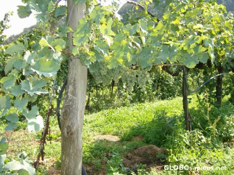 Postcard wine farm 01