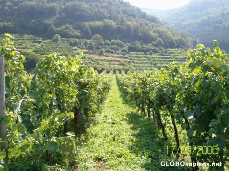 Postcard wine farm 02
