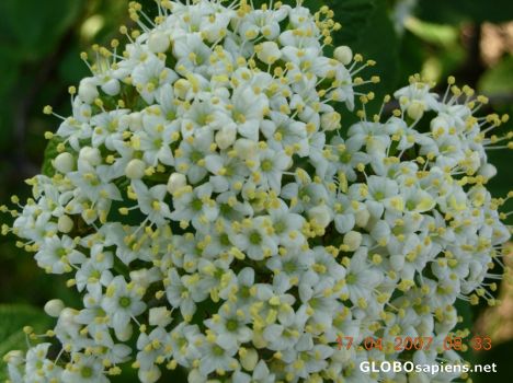 Postcard Flower 05