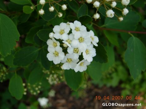 Postcard Flower 09