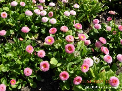 Postcard Flower 14