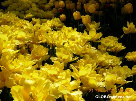 Postcard Flower 20