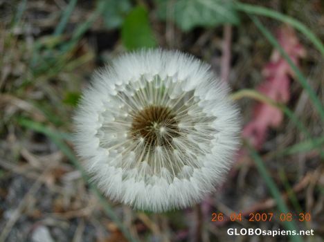 Postcard Flower 20