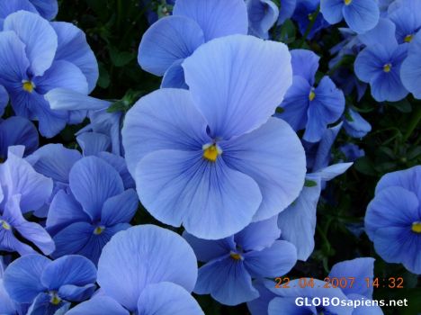 Postcard Flower 07
