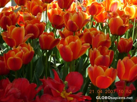 Postcard Flower 21