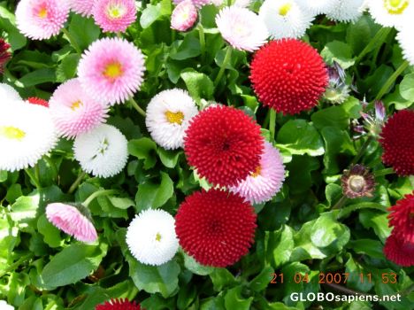 Postcard Flower 22