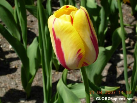 Postcard Flower 26