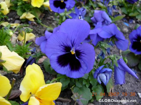 Postcard Flower 31