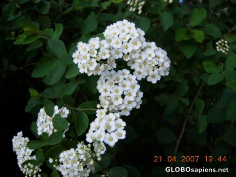 Postcard Flower 32
