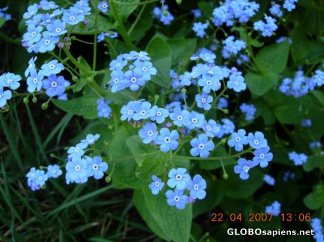 Postcard Flower 33