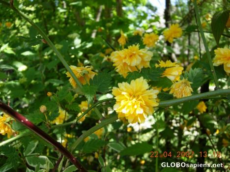 Postcard Flower 34