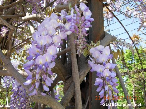 Postcard Flower 35