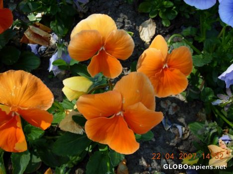 Postcard Flower 37