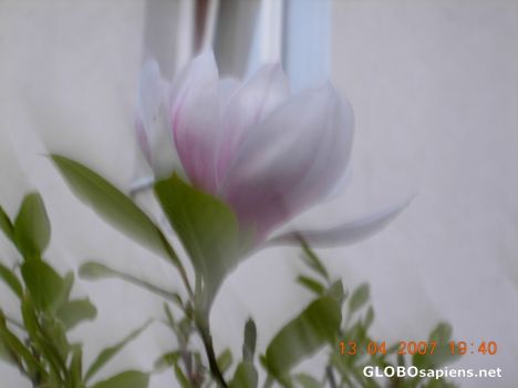 Postcard Flower 39