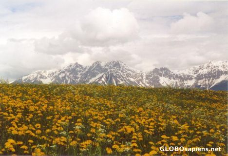 Postcard Wildflowers outside Innsbruck