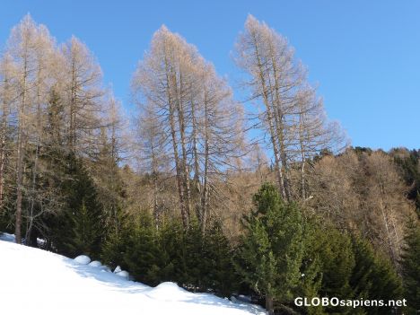 Postcard Larches in winter -