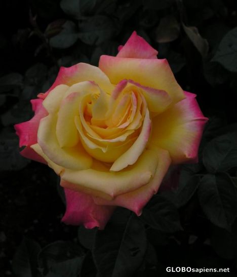 Postcard Rosgarten