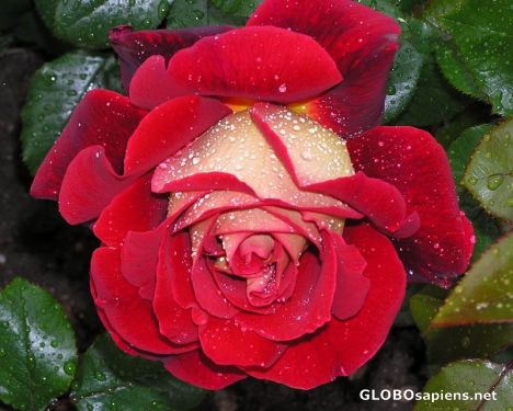 Postcard Rosegarten