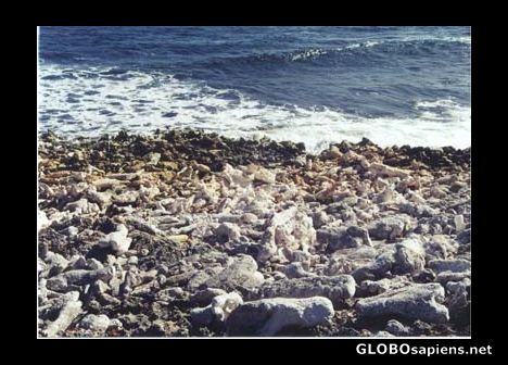 Postcard Coral Graveyard