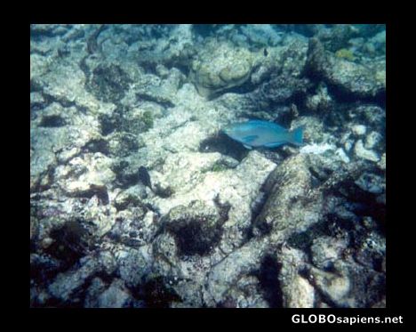 Postcard Underwater at Sandy Island