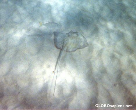 Postcard Underwater at Sandy Hill Bay