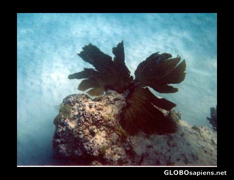 Postcard Underwater at Prickley Pear