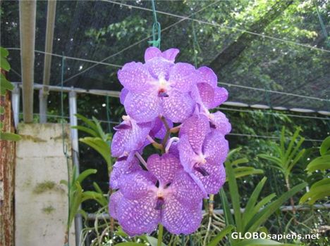 Postcard Orchid World