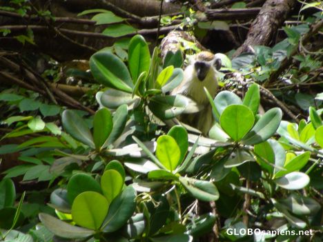 Postcard Barbados Green Monkey