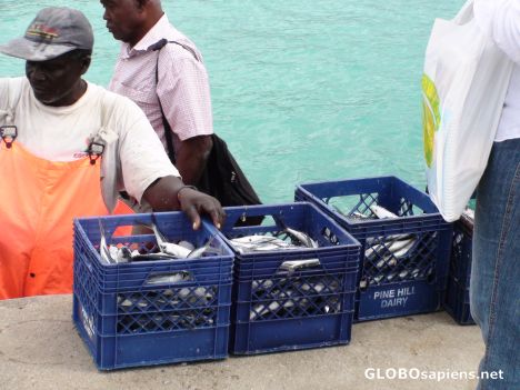 Postcard Fisherman with Flying Fish -Barbados National Dish