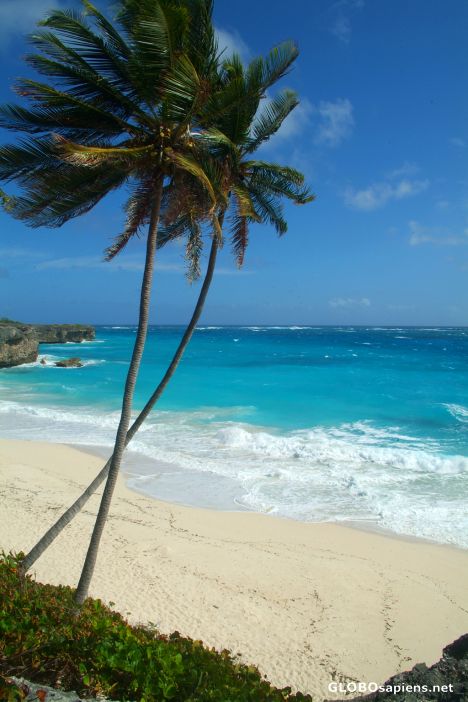 Postcard Bottom Bay (BB) - a couple of palmtrees
