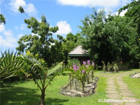 Postcard The Orchid World