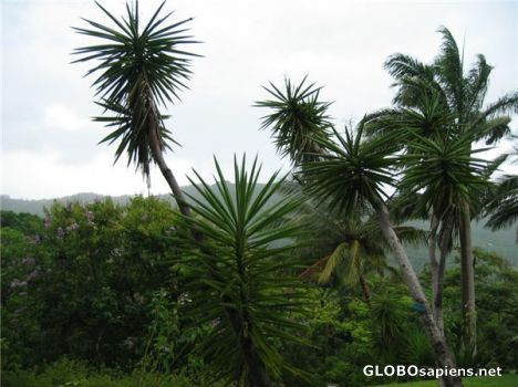 Postcard Barbados Vegetation