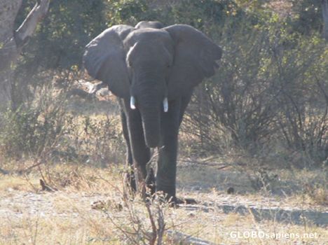 Angry elephant.