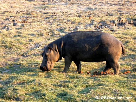 Postcard Grazing hippo