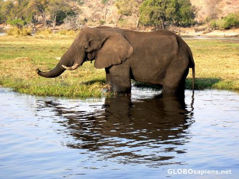 Postcard Elephant upclose