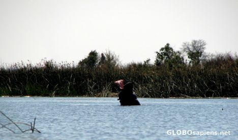 Postcard Laughing Hippo