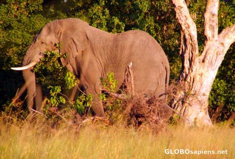 Postcard Okavango Delta