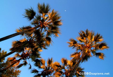 Postcard Okavango Delta - Palms and the Moon