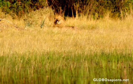 Postcard Okavango Delta - Can you see the king?