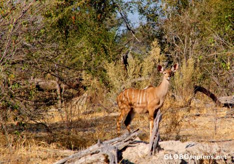 Postcard Okavango Delta - Kudu