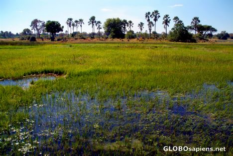 Postcard Okavango Delta - in the morning